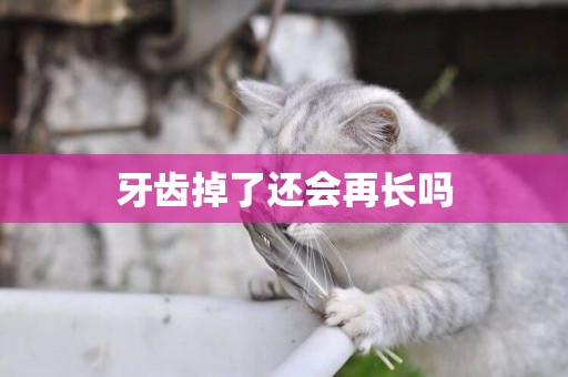 牙齒掉了還會再長嗎