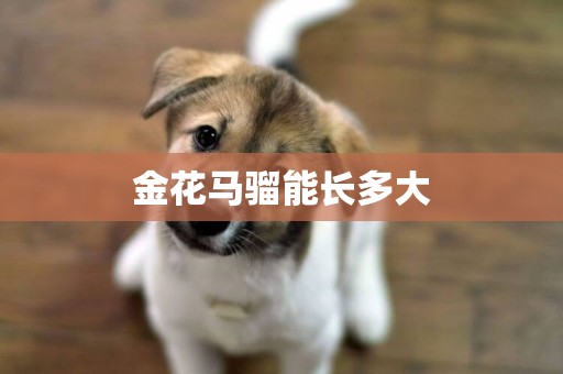 金花馬騮能長多大