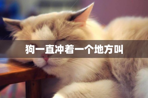 狗一直沖著一個地方叫