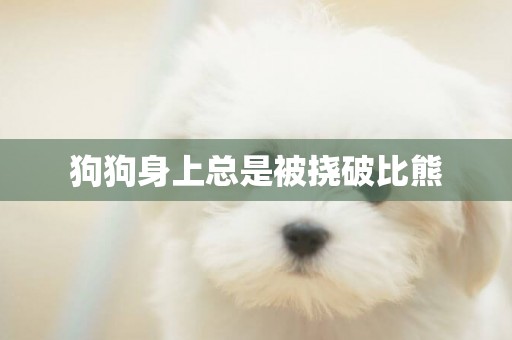 狗狗身上總是被撓破比熊