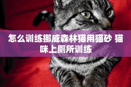 怎么訓練挪威森林貓用貓砂 貓咪上廁所訓練