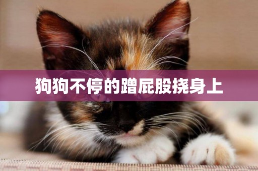 狗狗不停的蹭屁股撓身上