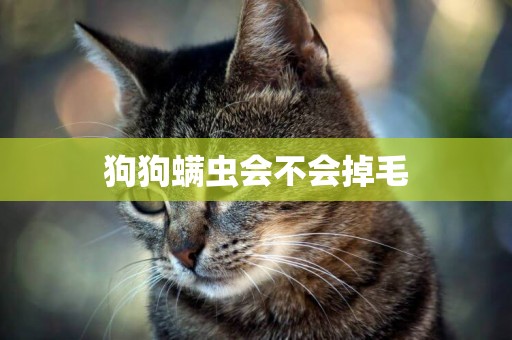 狗狗螨蟲會不會掉毛