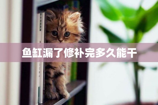 魚缸漏了修補完多久能干