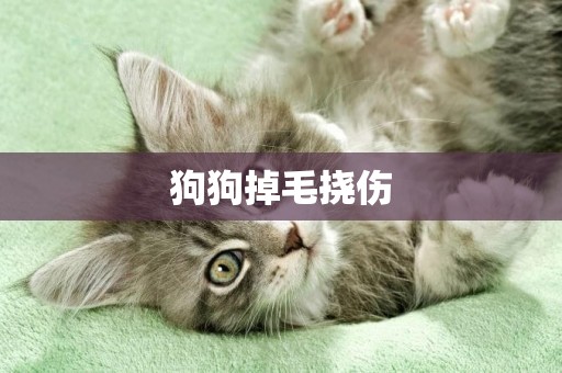 狗狗掉毛撓傷