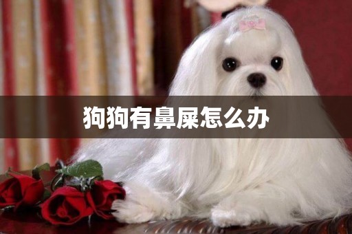 狗狗有鼻屎怎么辦