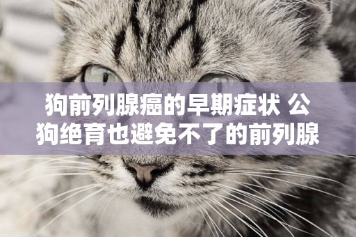 狗前列腺癌的早期癥狀 公狗絕育也避免不了的前列腺癌