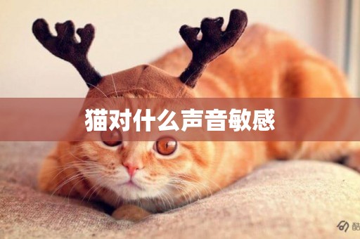 貓對什么聲音敏感