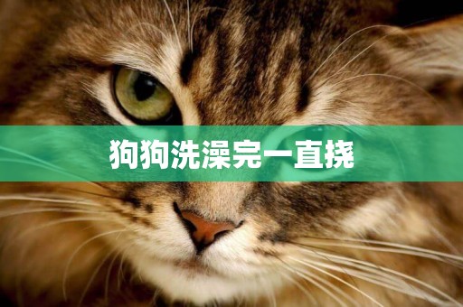 狗狗洗澡完一直撓