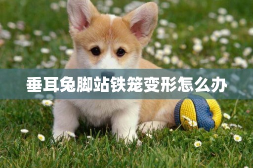 垂耳兔腳站鐵籠變形怎么辦