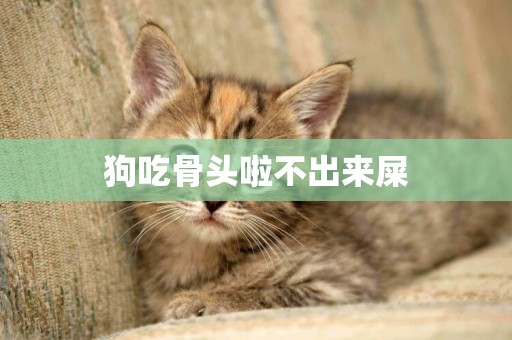 狗吃骨頭啦不出來屎