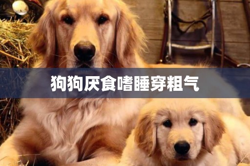 狗狗厭食嗜睡穿粗氣
