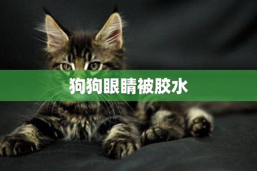 狗狗眼睛被膠水