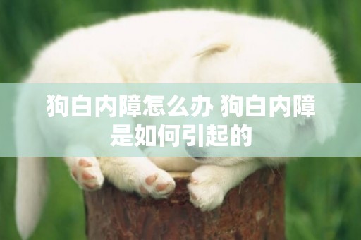 狗白內障怎么辦 狗白內障是如何引起的