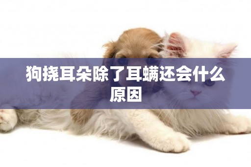 狗撓耳朵除了耳螨還會什么原因