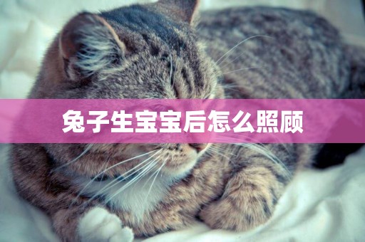 兔子生寶寶后怎么照顧