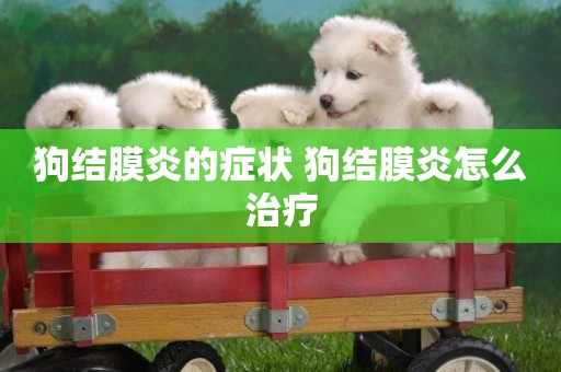狗結膜炎的癥狀 狗結膜炎怎么治療
