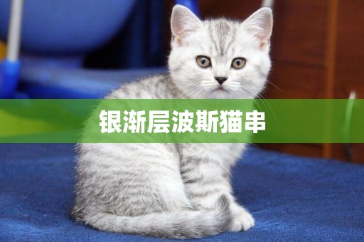 銀漸層波斯貓串