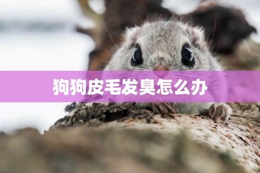 狗狗皮毛發臭怎么辦