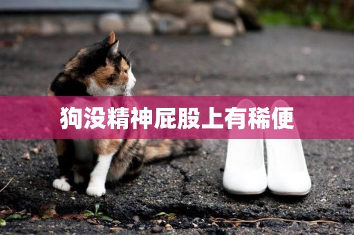 狗沒精神屁股上有稀便
