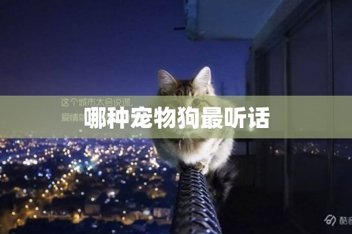哪種寵物狗最聽話