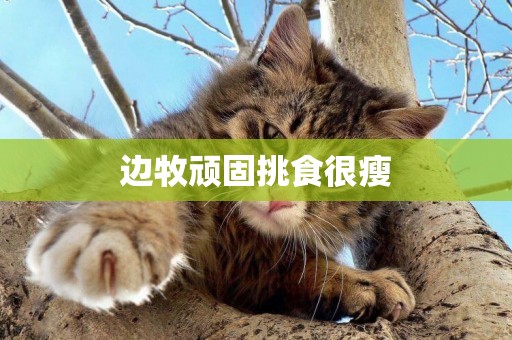 邊牧頑固挑食很瘦