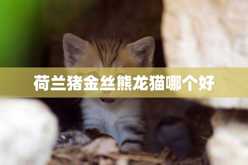 荷蘭豬金絲熊龍貓哪個好