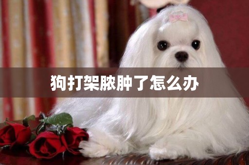 狗打架膿腫了怎么辦