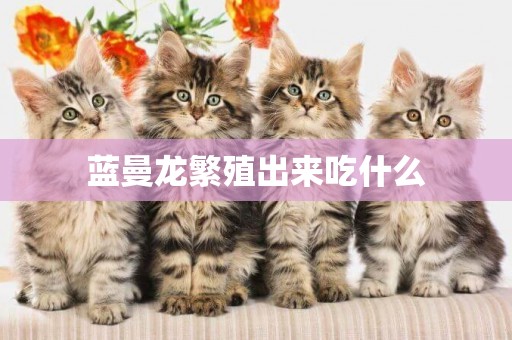 藍曼龍繁殖出來吃什么