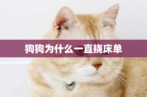 狗狗為什么一直撓床單