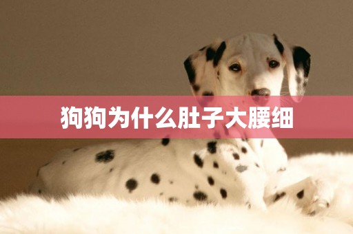 狗狗為什么肚子大腰細