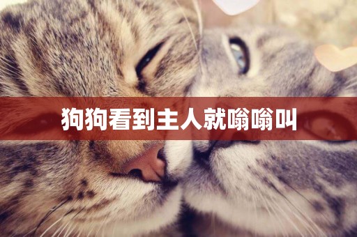 狗狗看到主人就嗡嗡叫