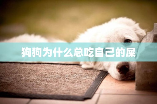 狗狗為什么總吃自己的屎