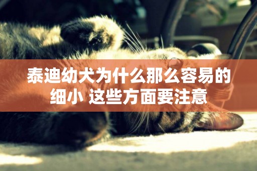 泰迪幼犬為什么那么容易的細小 這些方面要注意
