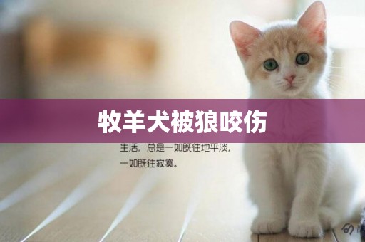 牧羊犬被狼咬傷