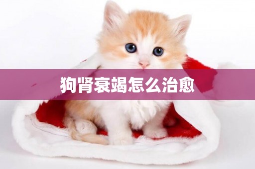 狗腎衰竭怎么治愈