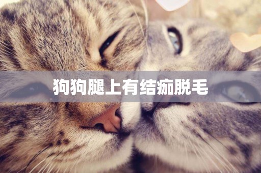 狗狗腿上有結痂脫毛