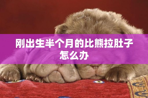 剛出生半個月的比熊拉肚子怎么辦