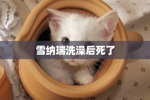 雪納瑞洗澡后死了