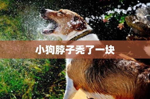 小狗脖子禿了一塊