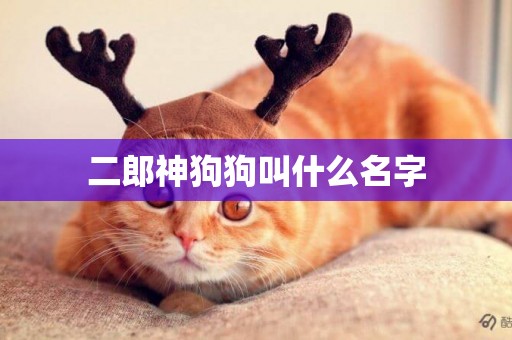 二郎神狗狗叫什么名字