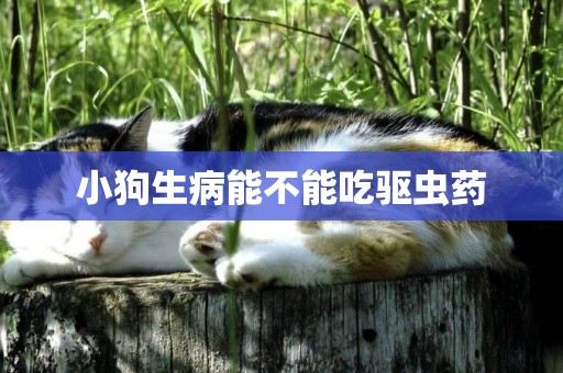 小狗生病能不能吃驅蟲藥