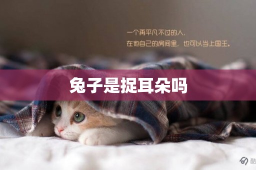 兔子是捉耳朵嗎