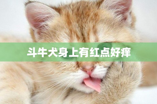斗牛犬身上有紅點好癢