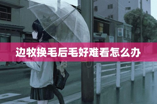 邊牧換毛后毛好難看怎么辦