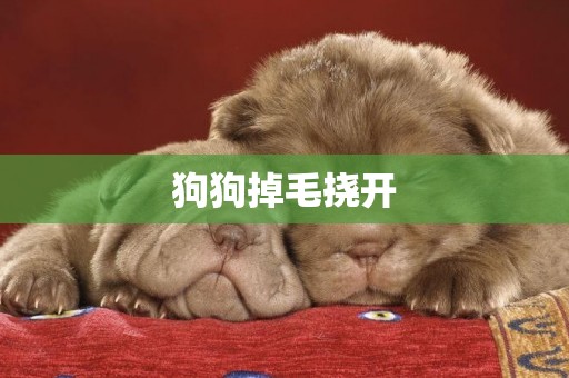 狗狗掉毛撓開