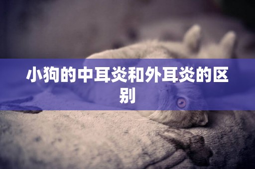 小狗的中耳炎和外耳炎的區別