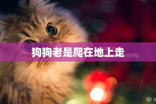 狗狗老是爬在地上走