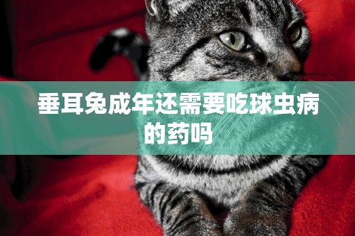 垂耳兔成年還需要吃球蟲病的藥嗎