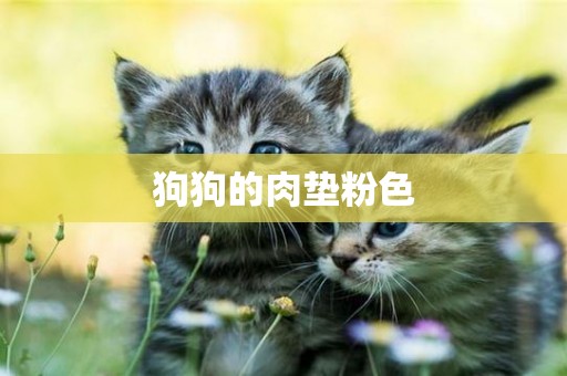 狗狗的肉墊粉色